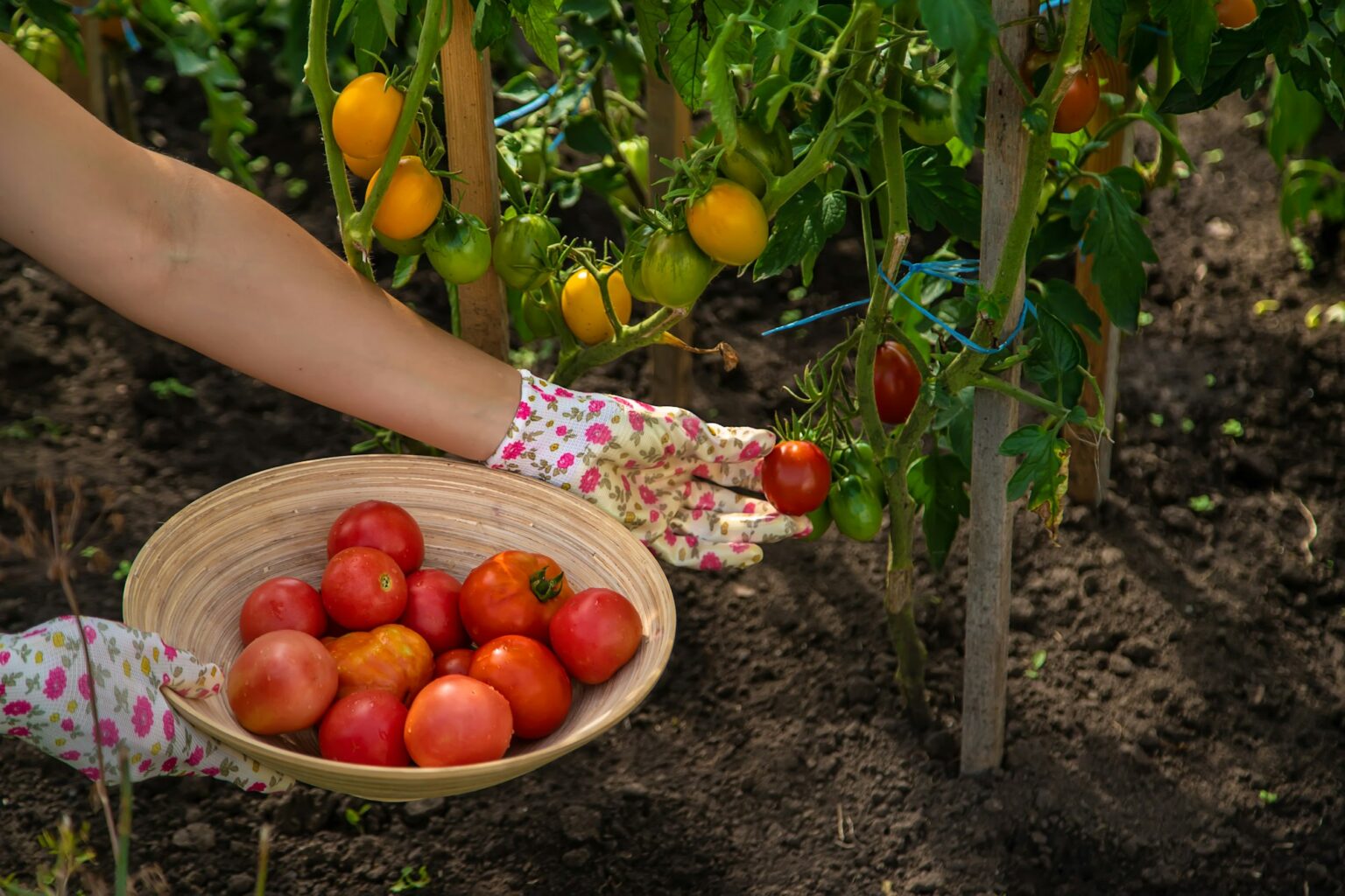 Fascinating Facts About Tomatoes From Garden To Plate