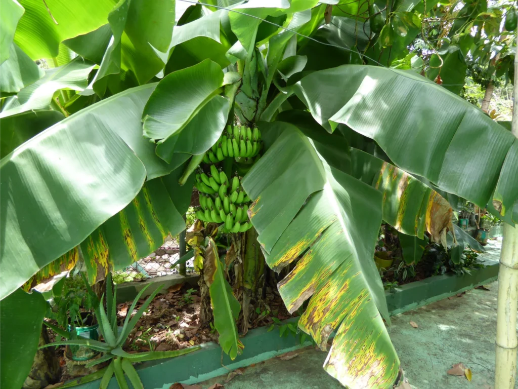 Guineo Verde Nutrition Facts: 18 Surprising Health Benefits of Green Plantains 7 Green Plantains