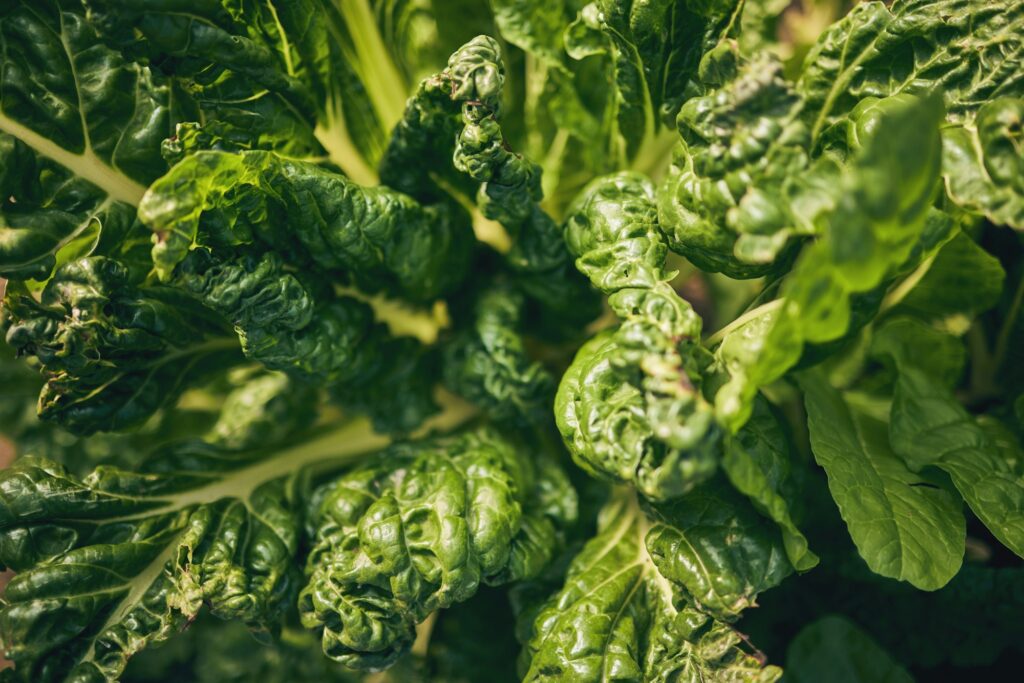 The Amazing Benefits of Spinach: Fascinating Facts 2 Spinach, vegetable and leaves, agriculture and sustainability with green harvest and agro. Closeup,