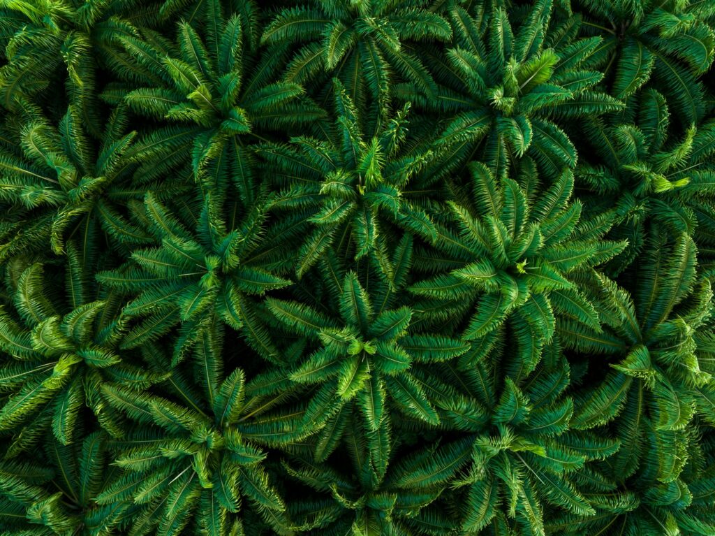 Palm Oil Facts: Unveiling the Truth Behind This Versatile Oil 2 Aerial drone top view of the oil palm plantation