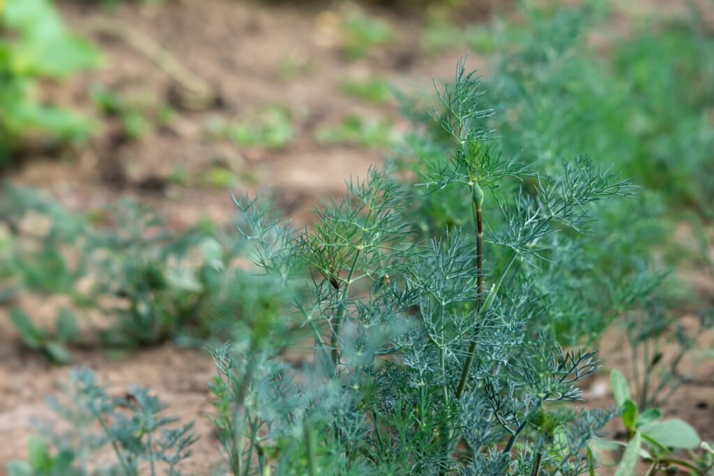 Dill bed close-up. Green food background.