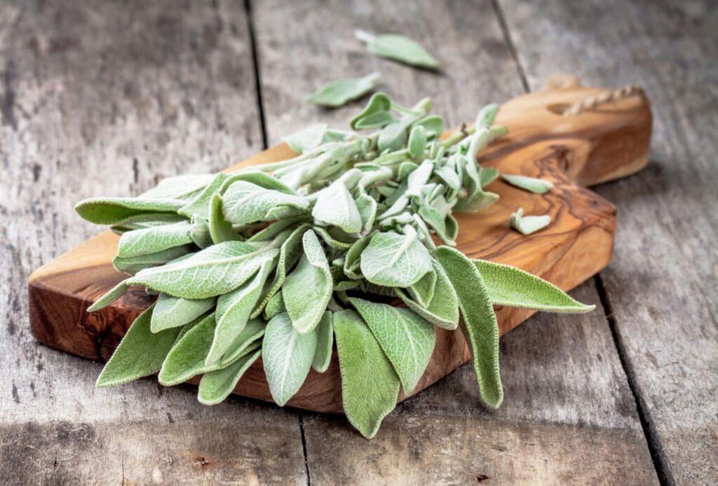 Fresh organic bundle of sage