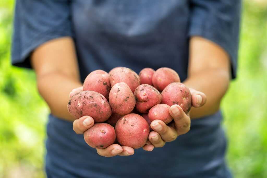 10 Surprising Nutrition Facts About Red Potatoes 7 Harvest red potatoes in hands of woman farmer