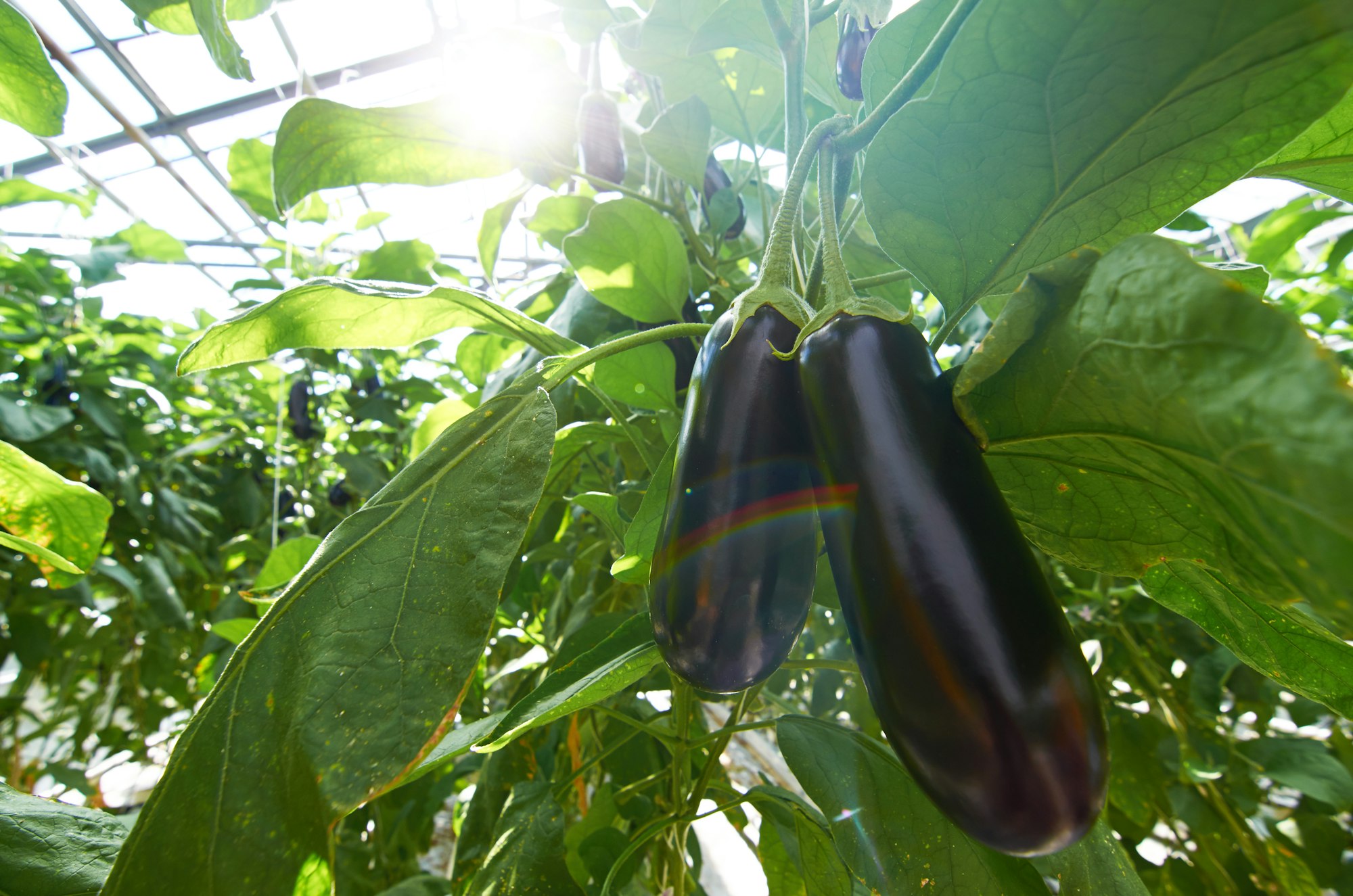 Ripe eggplants